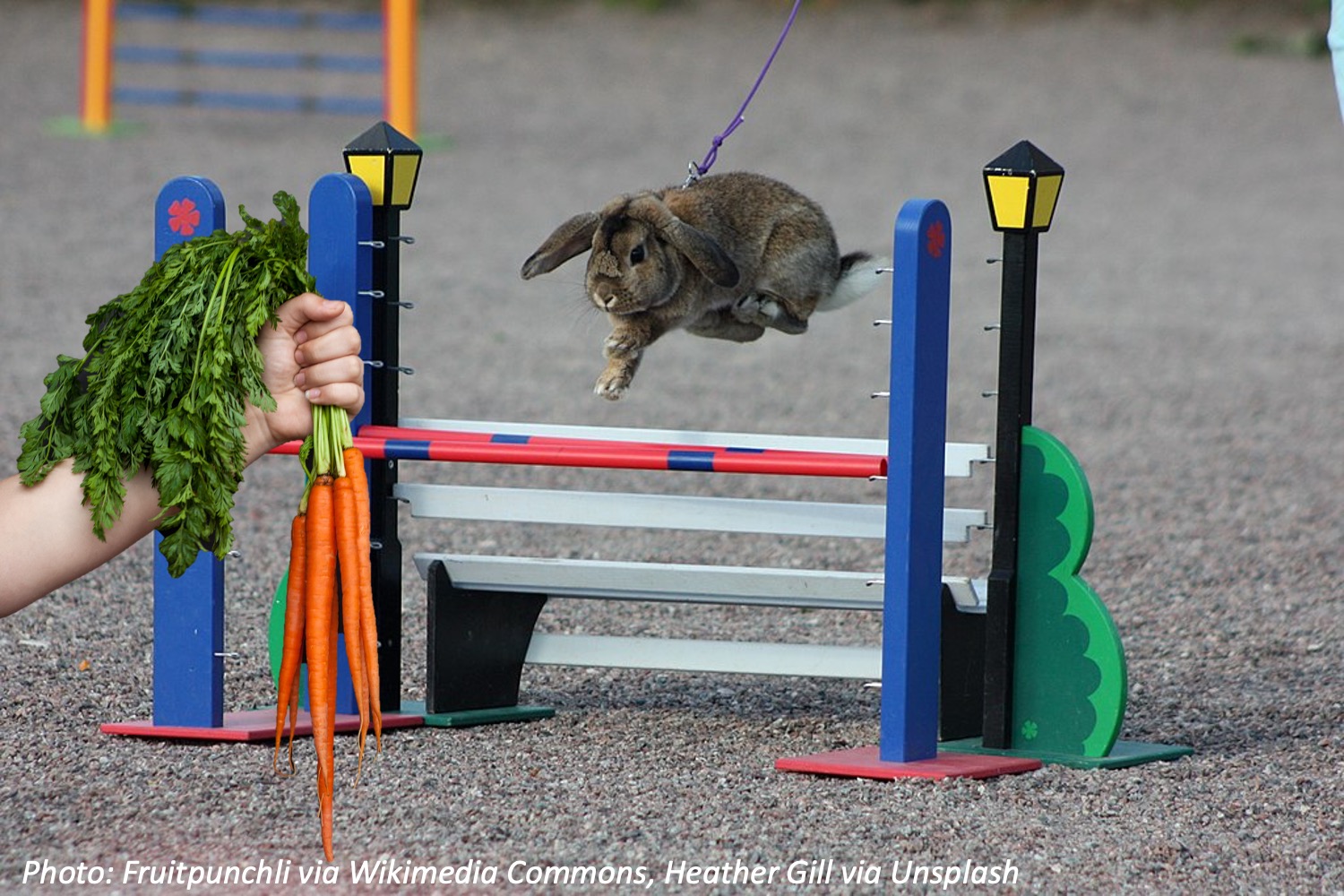 Big-Jumping Bunnies